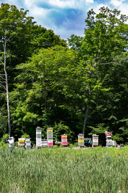 man made bee hives